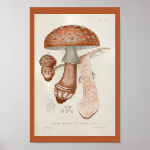 Poster Vintage 1899 Mushrooms Brown Red Art Print