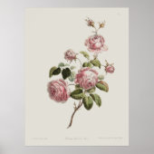 Poster Vintage 18th Century Rose (Devant)