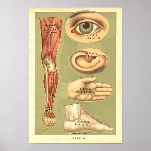 Poster Vintage 1901 Anatomie humaine (Devant)