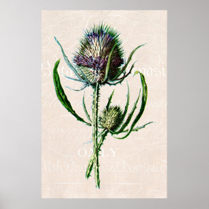 Poster Vintage 1902 Scottish Thistle Old Wild Flower