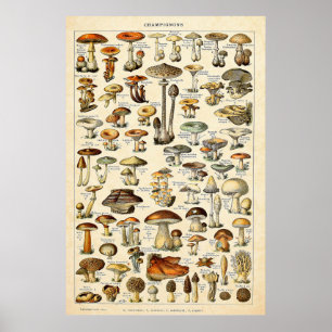 Poster Vintage 1909 Champignons Art par Adolphe Millot