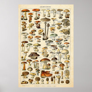 Poster Vintage 1909 Champignons Art par Adolphe Millot