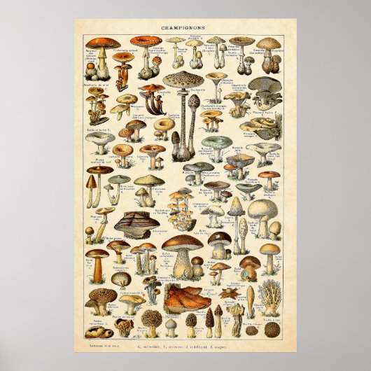 Poster Vintage 1909 Champignons Art par Adolphe Millot (Devant)
