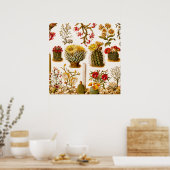 Poster Vintage 1911 Cactus Flower Illustration florale (Cuisine)