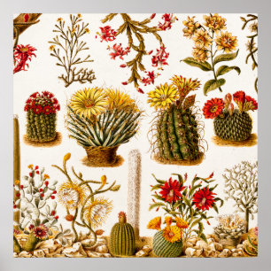 Poster Vintage 1911 Cactus Flower Illustration florale