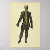 Vintage 1920 Nerves Sympathiques Anatomie Art Impr