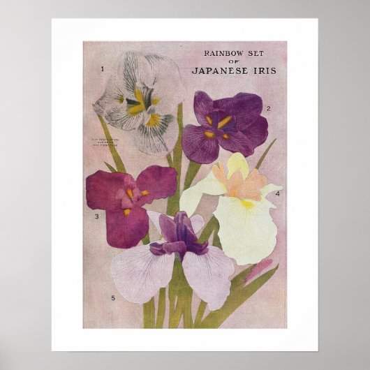 POSTER vintage À FLEURS "JAPONAIS IRIS" (Devant)