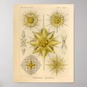Poster Vintage Acanthometra Color Ernst Haeckel Imprimer