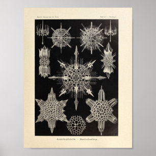 Poster Vintage Acanthophracta Color Ernst Haeckel Print