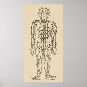 Poster Vintage Acupuncture Meridian Pathways Points