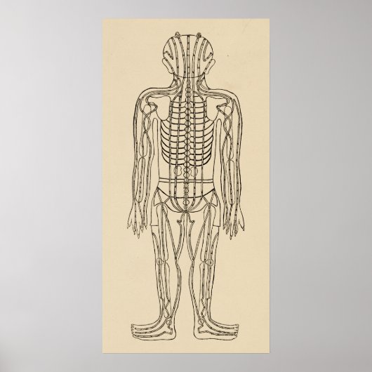 Poster Vintage Acupuncture Meridian Pathways Points (Devant)