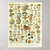Poster vintage Adolphe Millot Imprimer Champignons (Devant)