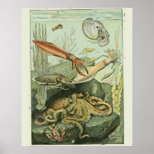 Vintage Adolphe Millot Imprimer mollusques Motif