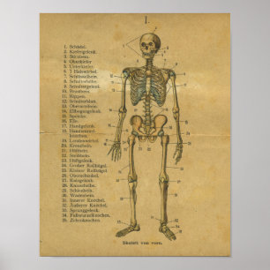 Poster Vintage allemand Anatomie Print Squelette