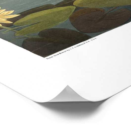 Poster Vintage American Swan Audubon Art (Coin)