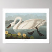 Poster Vintage American Swan Audubon Art (Devant)