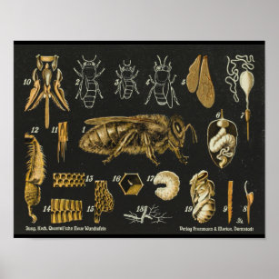 Poster vintage Anatomie d'une abeille