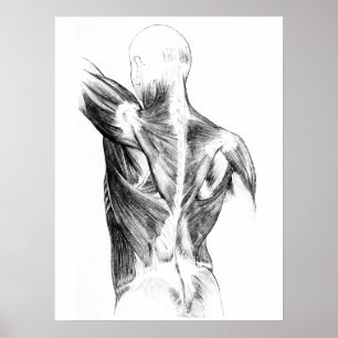 Poster Vintage Anatomy Back Muscles (circa 1852) B/W