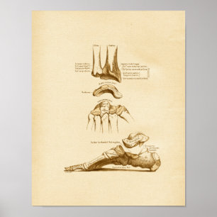 Poster Vintage Anatomy Illustration Foot Wrist Bones