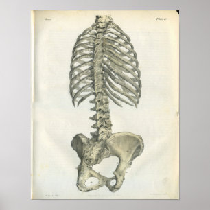 Poster Vintage Anatomy of Posterior Spine