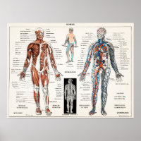 Vintage Antique Médicale Anatomie Diagramme anatom