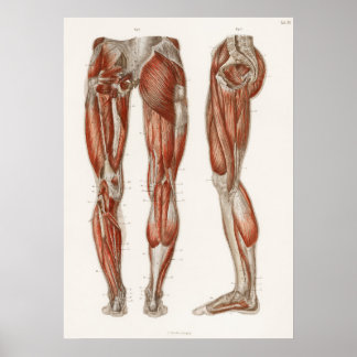 Poster Vintage Antique Médicale Anatomie Diagramme anatom