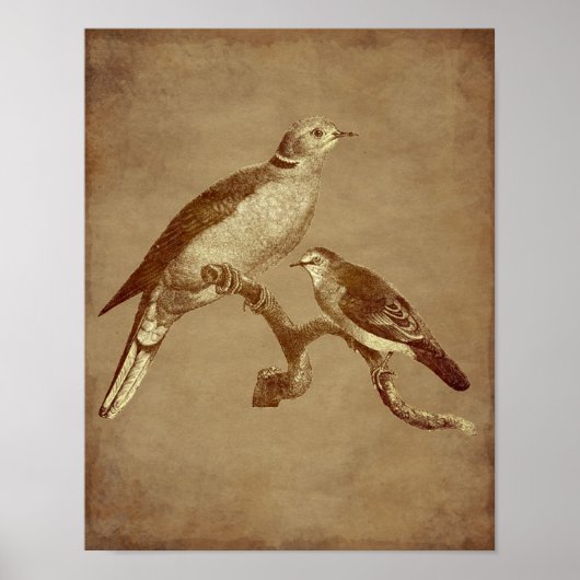 Poster Vintage Art Doves Oiseau Vieilli Look Animal Art (Devant)