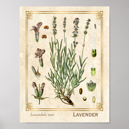 Poster Vintage Art Herbal Lavender Fleur Botanique (Devant)