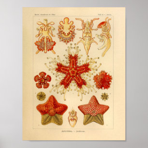 Poster Vintage Asteridae Color Ernst Haeckel Art Imprimer
