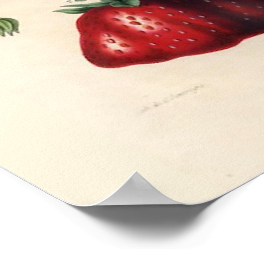 Poster vintage aux fraises (Coin)