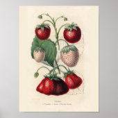Poster vintage aux fraises (Devant)
