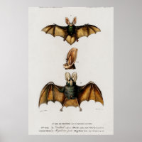 Vintage Bat Illustration
