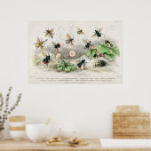 Poster Vintage Bee Illustration (Cuisine)