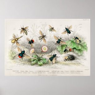 Poster Vintage Bee Illustration