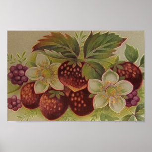 Poster Vintage Berries