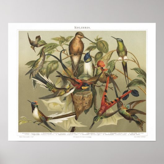 Poster Vintage Bird 1800s Hummingbird Imprimer (Devant)