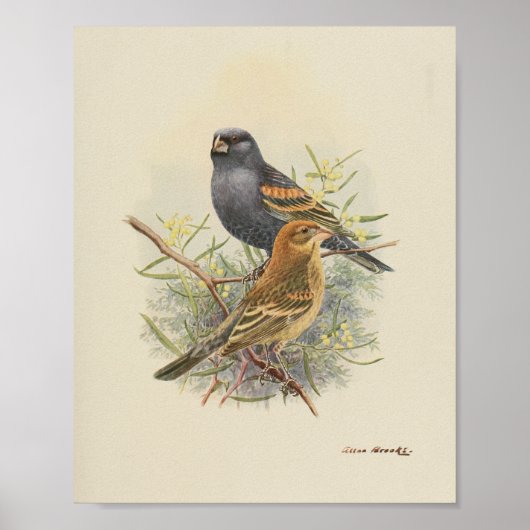 Poster Vintage Bird Black Brown Imprimer (Devant)