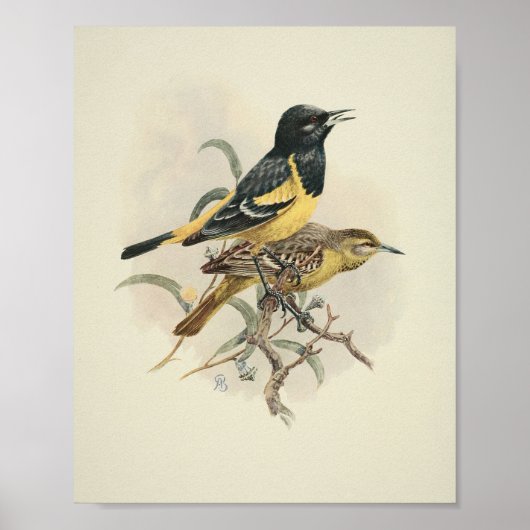 Poster Vintage Bird Black Yellow Print (Devant)