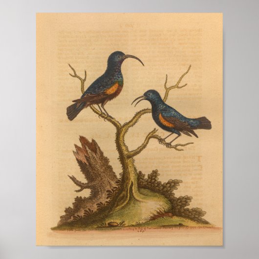Poster Vintage Bird Blue Orange Imprimer (Devant)