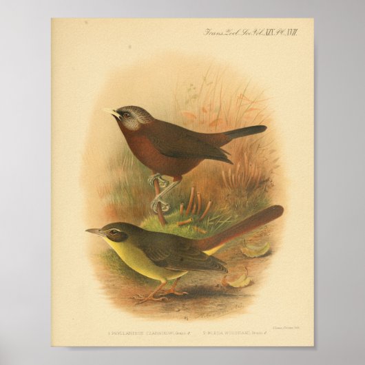 Poster Vintage Bird Brown Jaune Imprimer (Devant)
