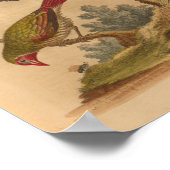 Poster Vintage Bird Green Red Print (Coin)