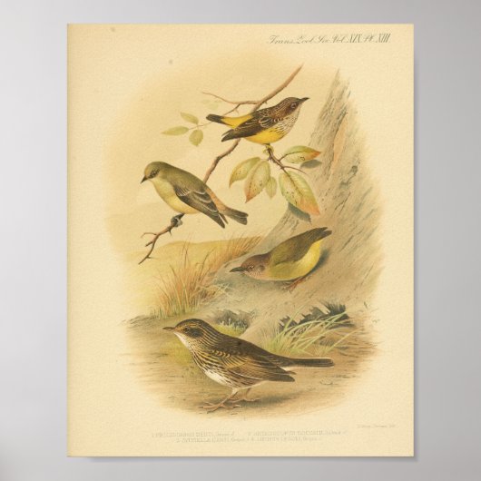 Poster Vintage Bird Jaune Brown Imprimer (Devant)