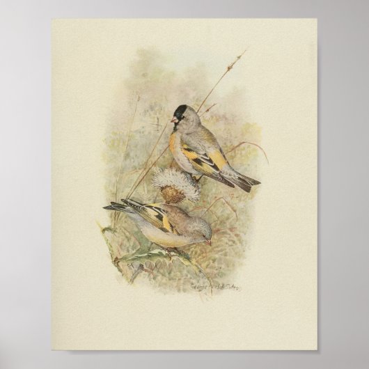 Poster Vintage Bird Jaune Noir Brown Imprimer (Devant)
