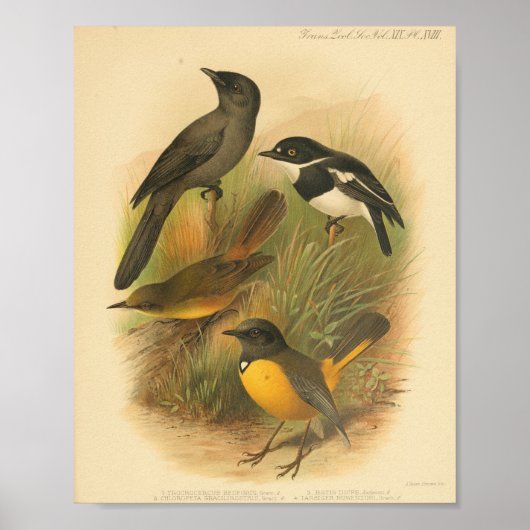 Poster Vintage Bird noir blanc jaune Imprimer (Devant)