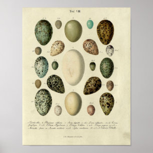 Poster Vintage Bird Print #38 Egg #2