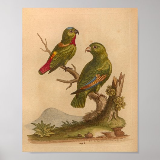 Poster Vintage Bird Red Green Parrots Imprimer (Devant)