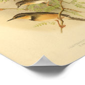 Poster Vintage Bird Rouge Jaune Brown Imprimer (Coin)