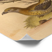 Poster Vintage Bird Rouge Jaune Imprimer (Coin)