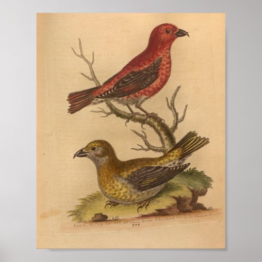 Poster Vintage Bird Rouge Jaune Imprimer (Devant)