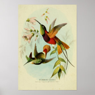 Poster Vintage Birds Illustration